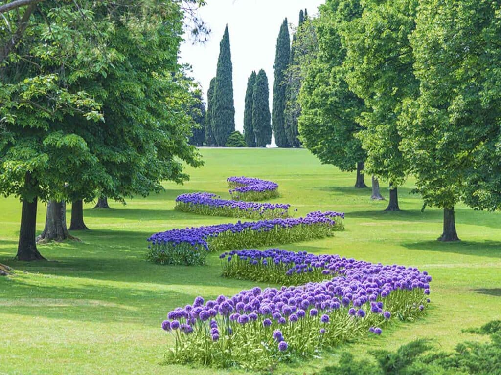 Le fioriture di Allium al Parco Giardino Sigurtà, che puoi visitare con lo sconto del Club.