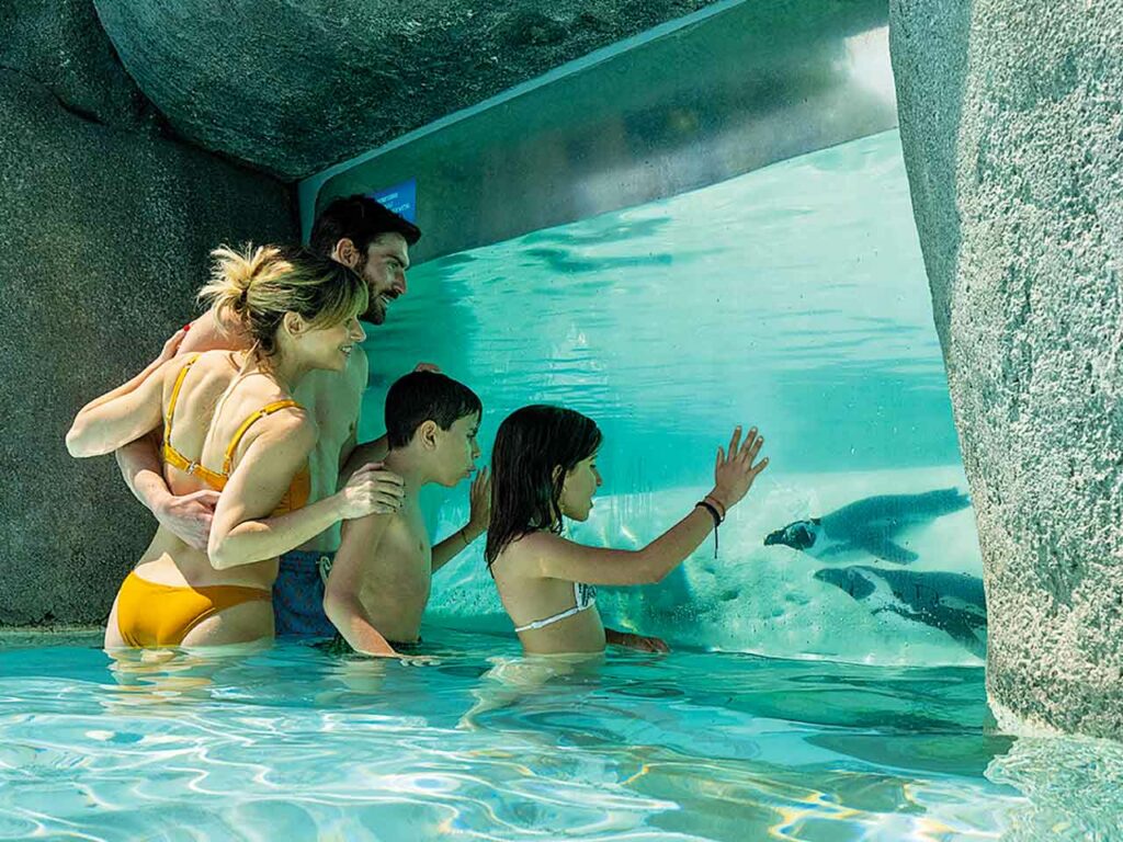 L'incontro con i pinguini nella piscina Bolder Beach al bioparco Zoom Torino.