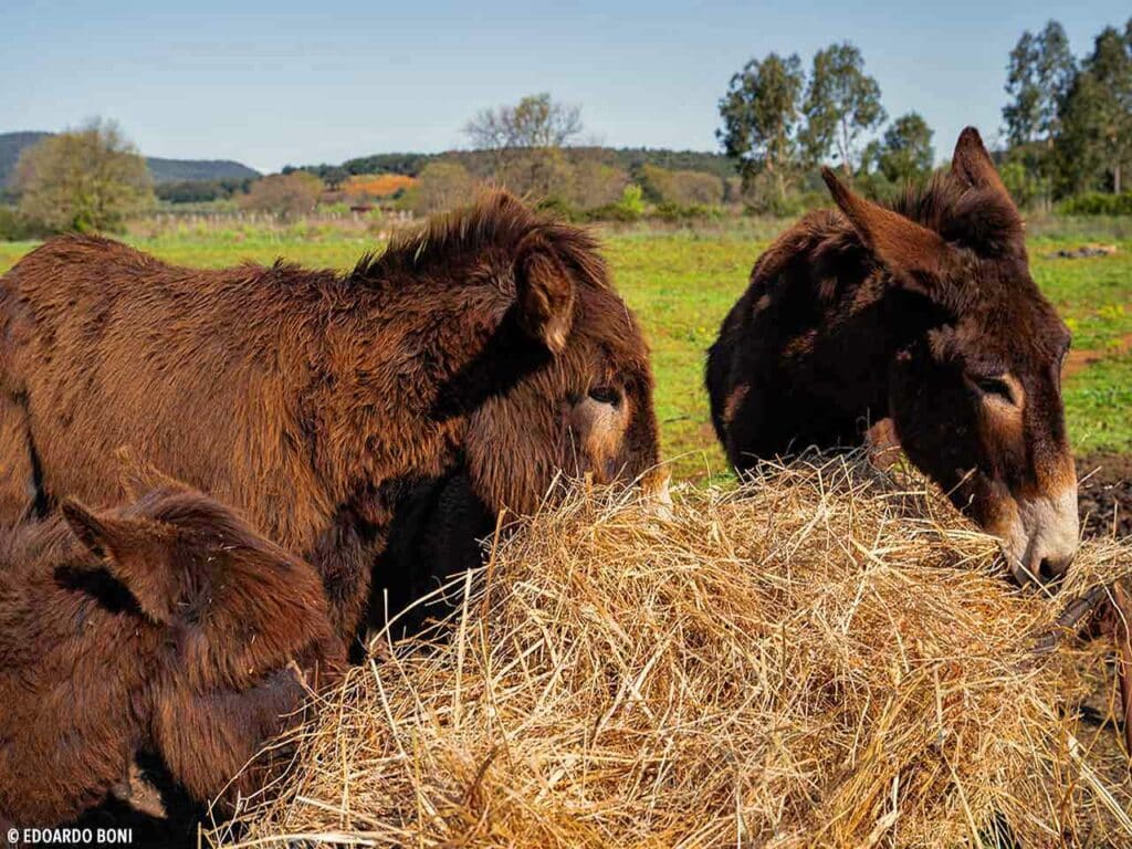 Gli asinelli dell'azienda agricola e agricampeggio La Brada Toscana.