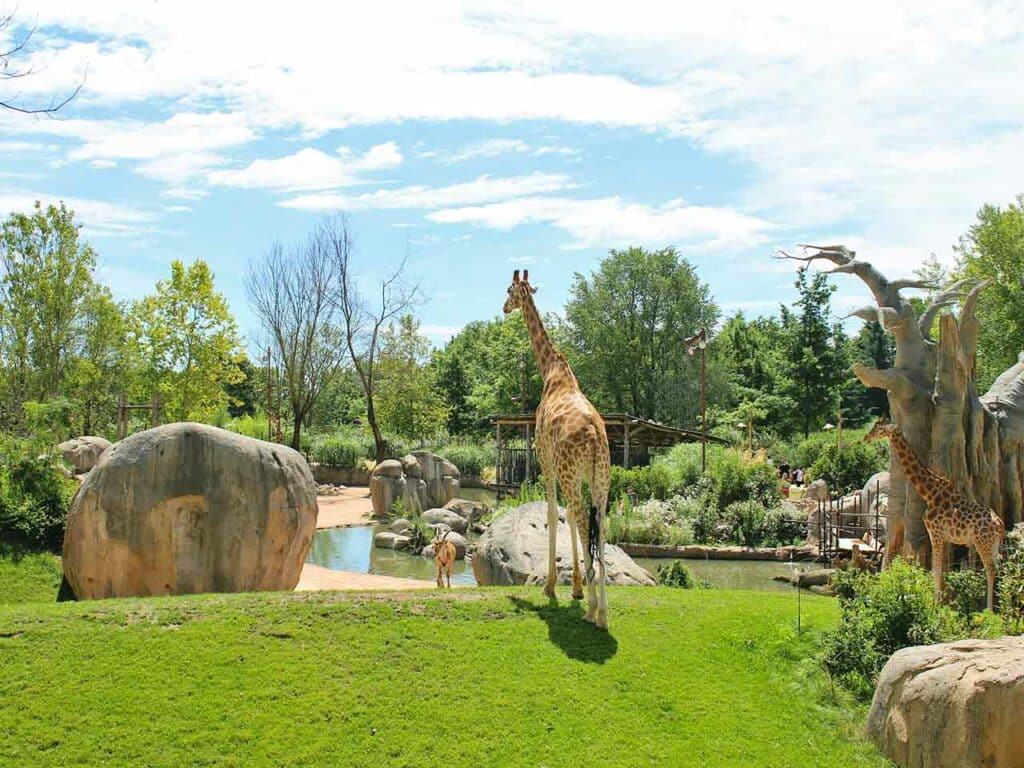 L'habitat del Serengeti fedelmente ricostruito al bioparco immersivo Zoom Torino.