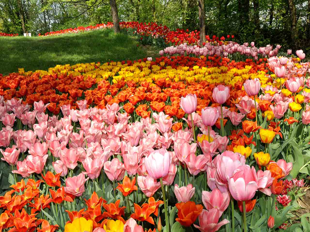 Eventi di aprile per camperisti: Messer Tulipano al Castello di Pralormo