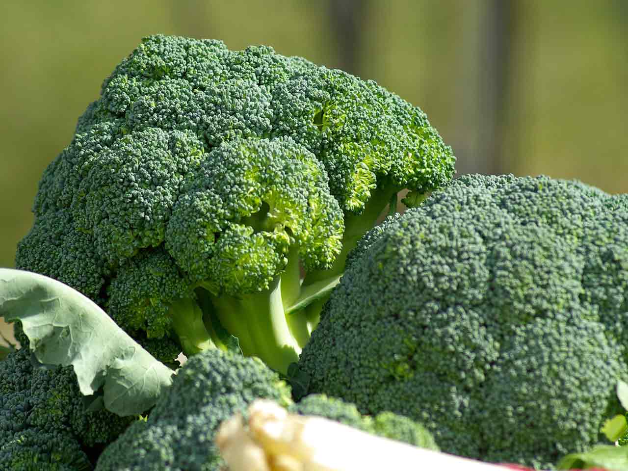 Broccoli: le verdure aiutano a tenere in salute le ossa.