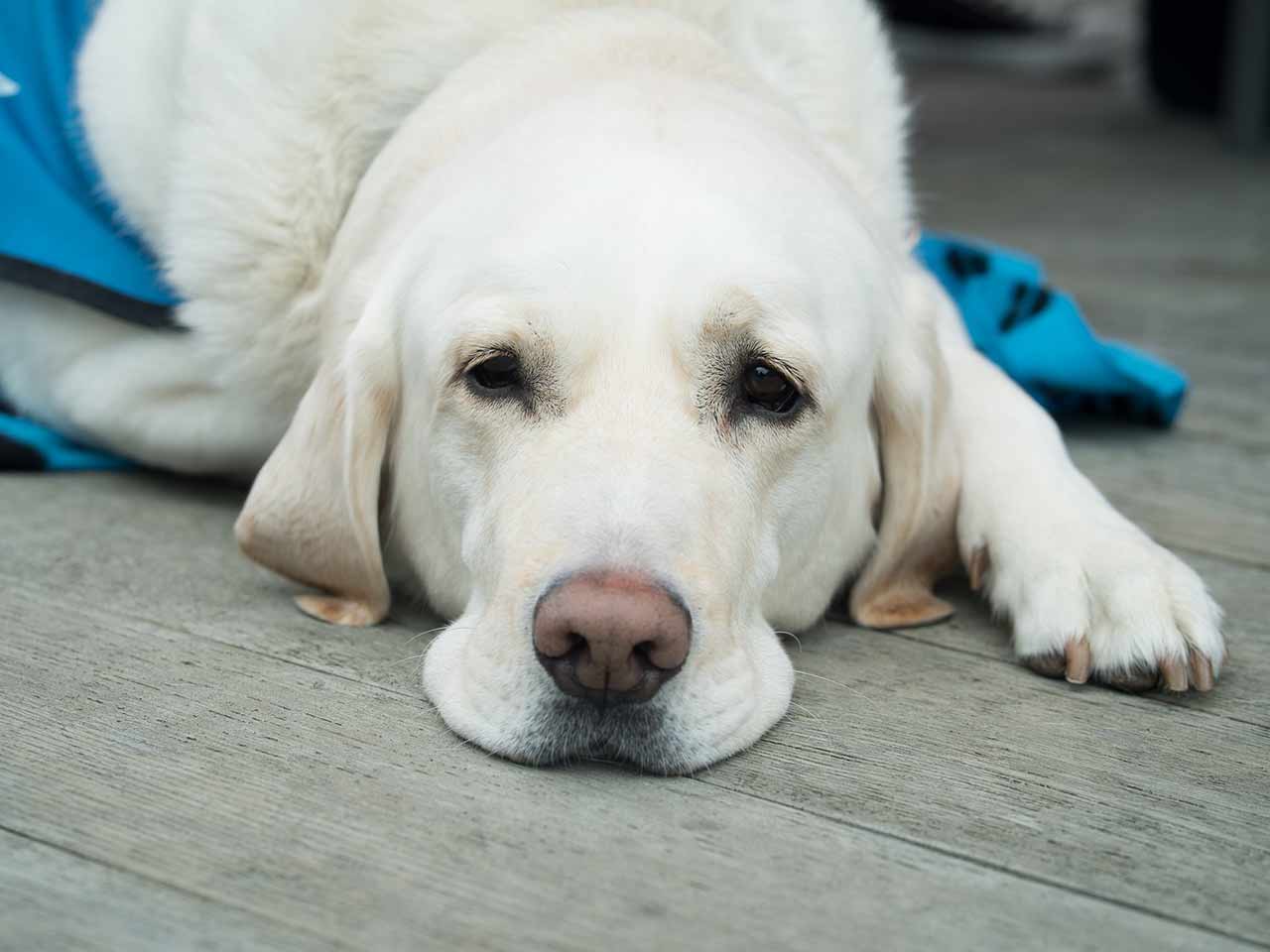 Farmaci Fai Da Te Per Gli Animali No Grazie Pleinairclub