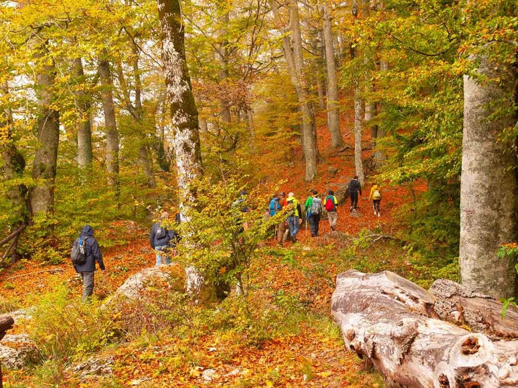 Escursione autunnale nel Parco delle Foreste Casentinesi per ammirare il foliage nel Casentino.