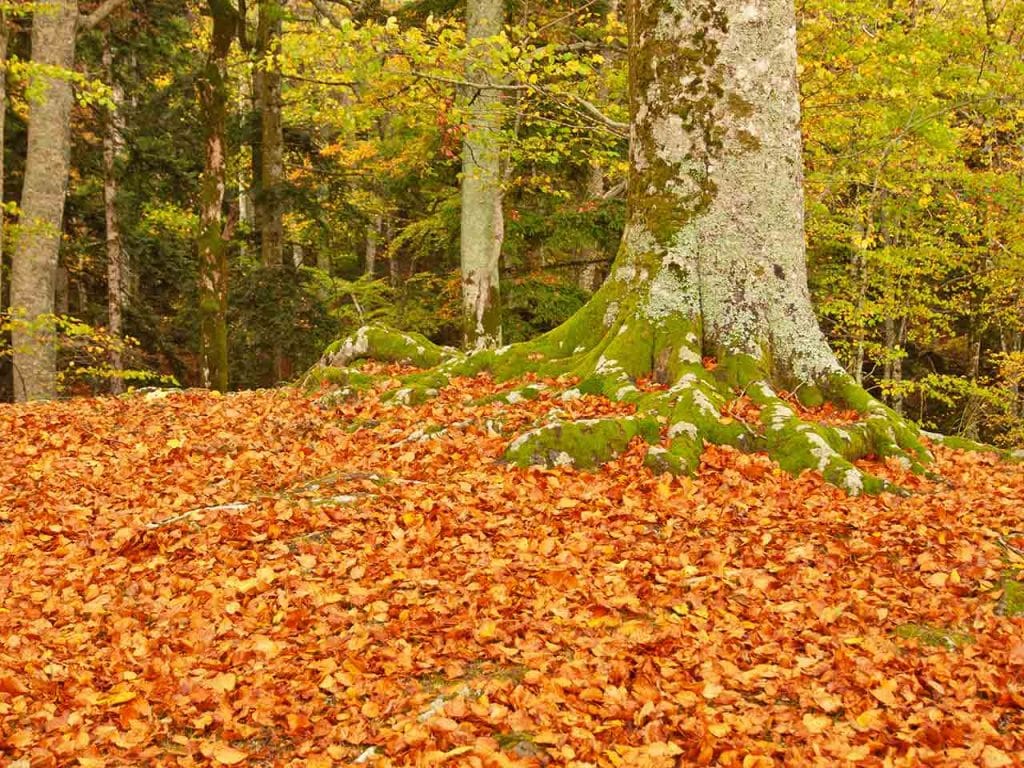 I colori del foliage nel Casentino.