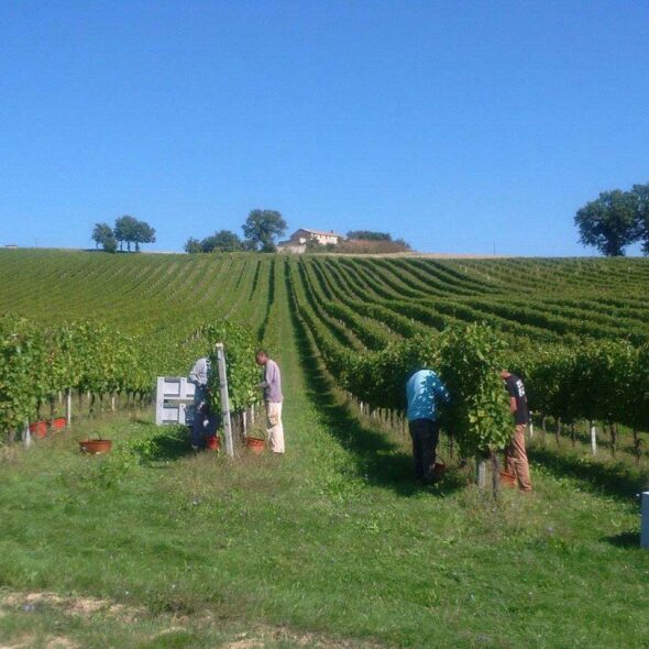 Sgaly vini biologici