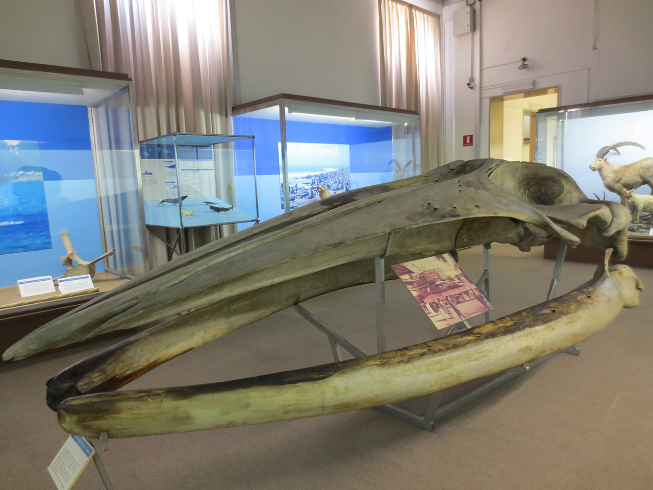 Il Museo di Storia Naturale di Verona - 5 musei per le famiglie.