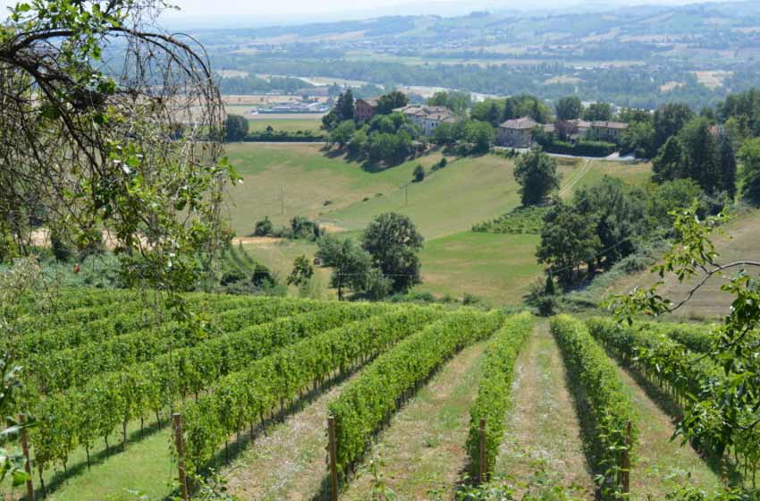 Azienda vinicola la bandina