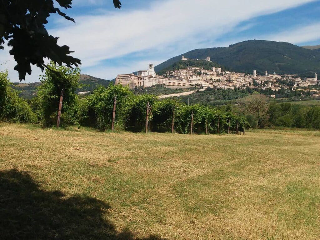 Saio assisi