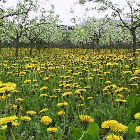 Associazione naturalistica codibugnolo