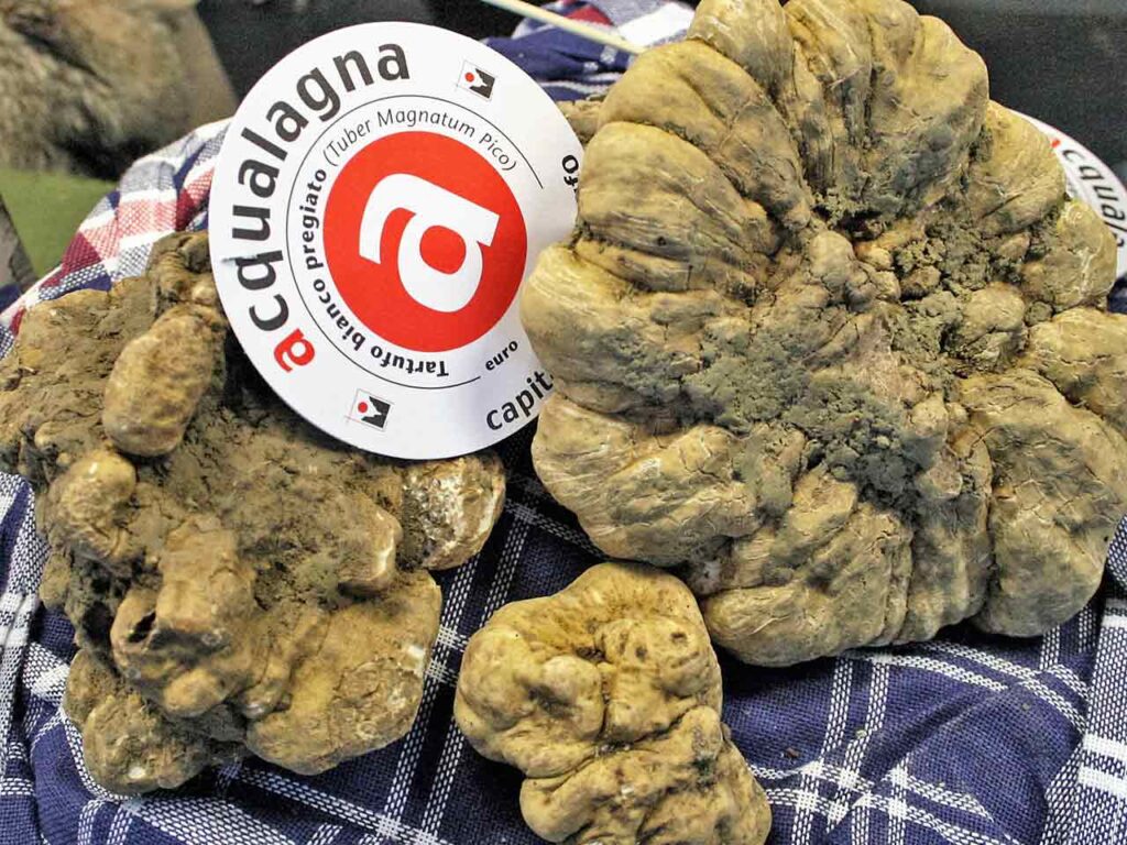 Pregiati tartufi bianchi di Acqualagna (PU).