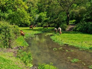 Il Parco di Veio, dove puoi trovare alcuni degli agriturismi nel Lazio suggeriti dal PLEINAIRCLUB per la sosta rurale in camper.