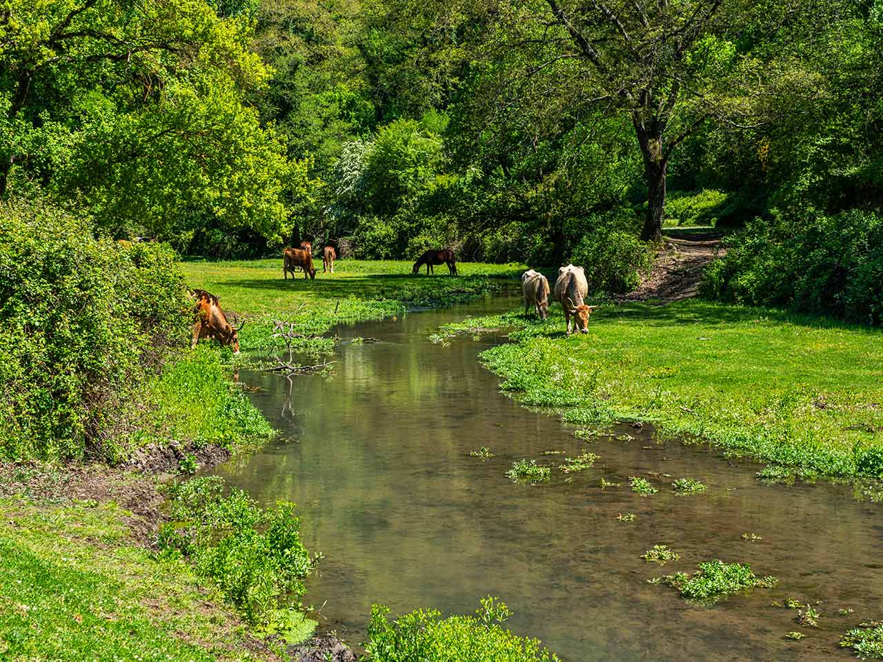 Il Parco di Veio, dove puoi trovare alcuni degli agriturismi nel Lazio suggeriti dal PLEINAIRCLUB per la sosta rurale in camper.