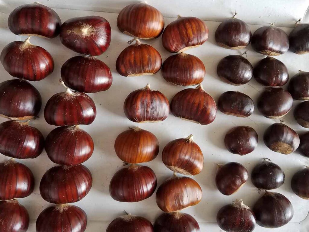 Viaggio tra le sagre d'autunno: differenze tra castagne e marroni