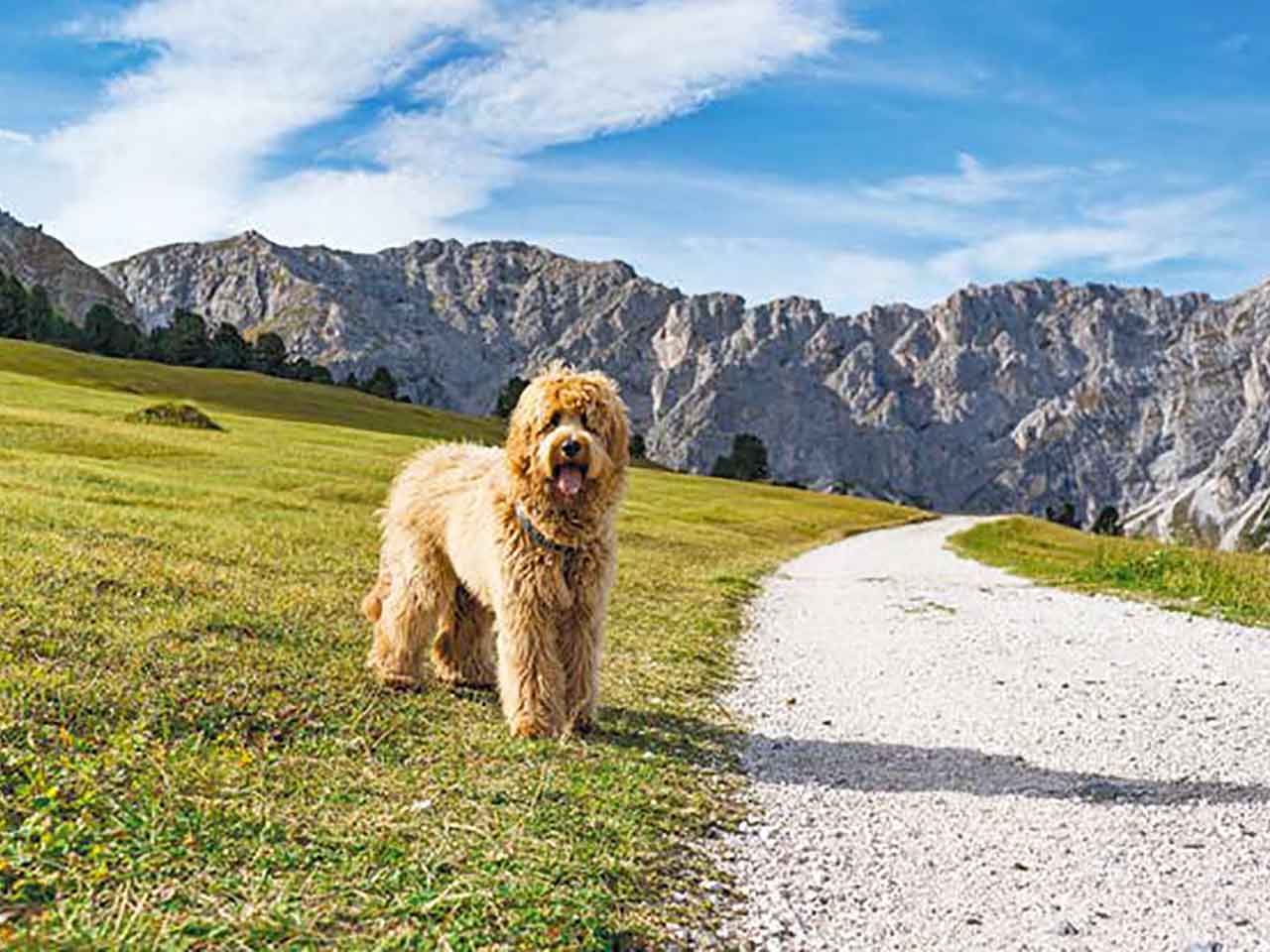 viaggi in estate col cane