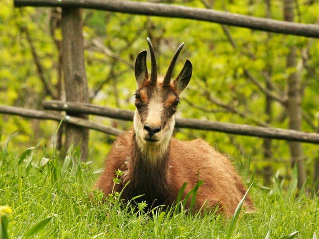 Un camoscio alpino nel Parco Animalier d'Introd, uno dei parchi naturali, bioparchi e oasi WWF che puoi visitare approfittando dello sconto offerto dalla tessera PLEINAIRCLUB.