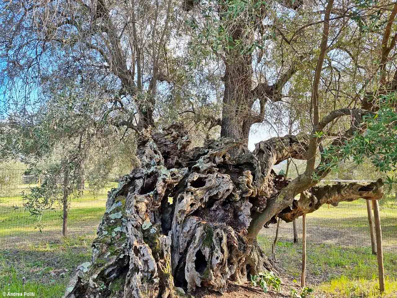 5 leggende sulla Maremma Toscana: lOlivo della Strega