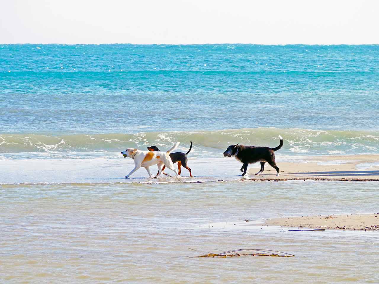 viaggi in estate col cane