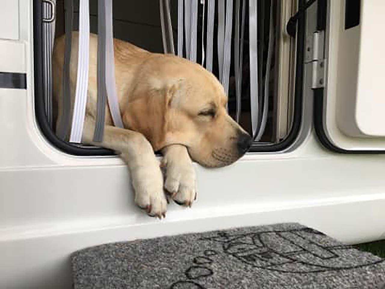 viaggi in estate col cane
