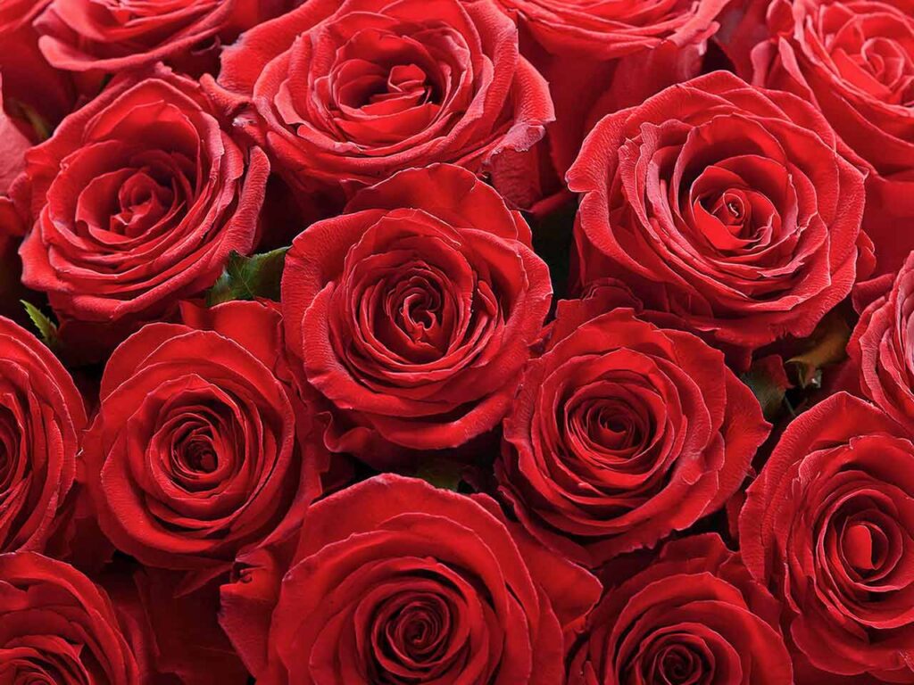 San Valentino nel mondo: le rose sono protagoniste dei festeggiamenti a Taiwan.
