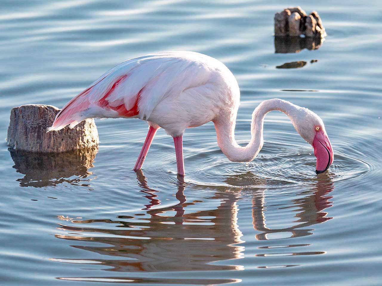 Sardegna in camper tra Oristano e il Sinis: Fenicottero Rosa nello Stagno di Cabras