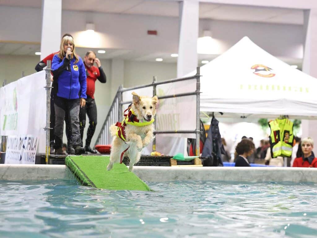 Un cane si tuffa in piscina durante il Battesimo dell'Acqua, una delle attività previste dalla rassegna Quattrozampe in fiera a Milano, per la quale il PLEINAIRCLUB offre uno sconto all'ingresso.