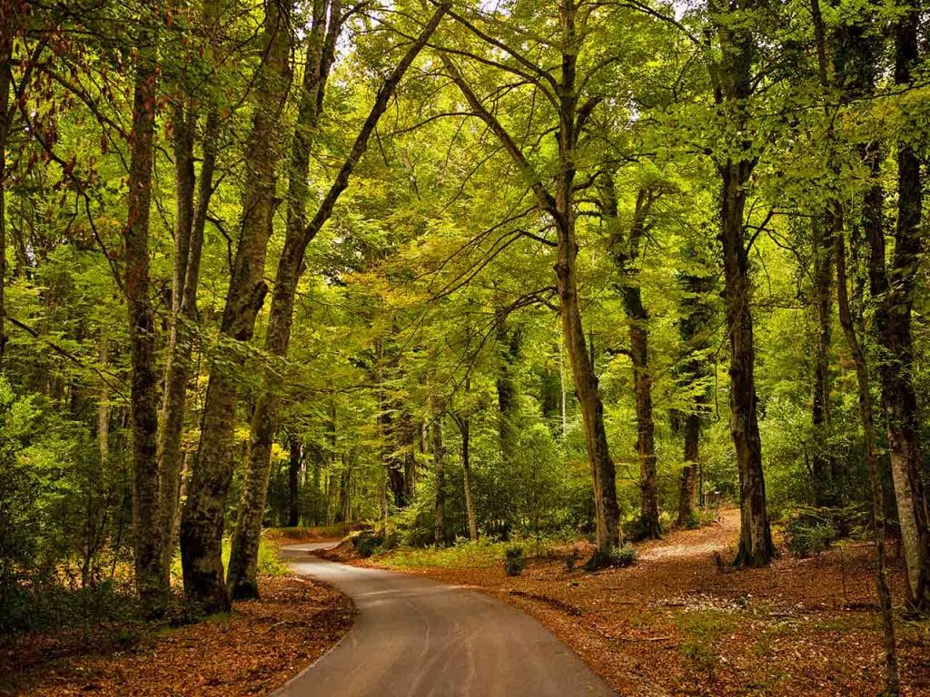 La Foresta Umbra nel Parco Nazionale del Gargano, uno dei luoghi dove trascorrere Ferragosto in camper secondo il PLEINAIRCLUB.