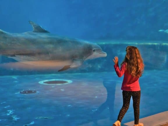 La vasca dei delfini nell'Acquario di Genova, al quale puoi accedere approfittando degli sconti del PLEINAIRCLUB.