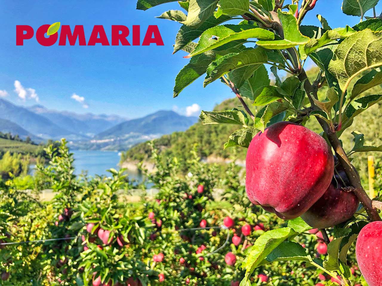 In Trentino torna Pomaria, la festa della mela e del raccolto.