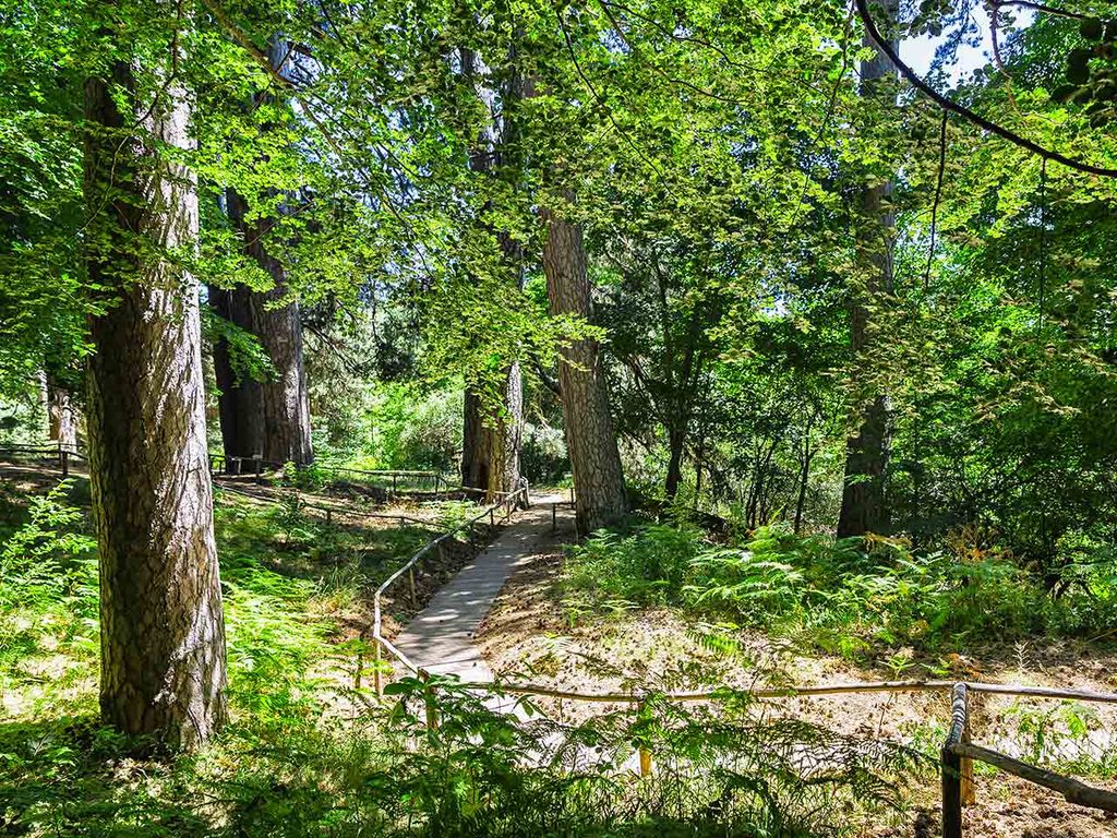 Un bosco nel Parco Nazionale della Sila.