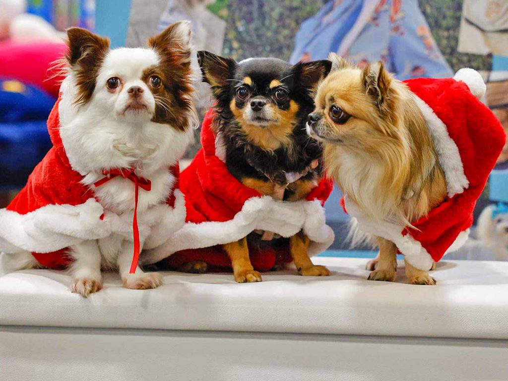 Tre cani con costumi natalizi a Quattrozampeinfiera a Torino, evento al quale puoi partecipar approfittando degli sconti offerti dalla tessera del PLEINAIRCLUB.