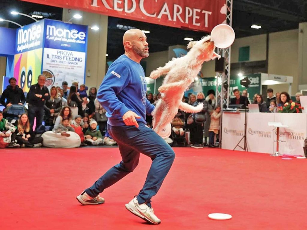 Un cane e il suo accompagnatore impegnato nell'attività di Disc Dog a Quattrozampeinfiera a Torino.