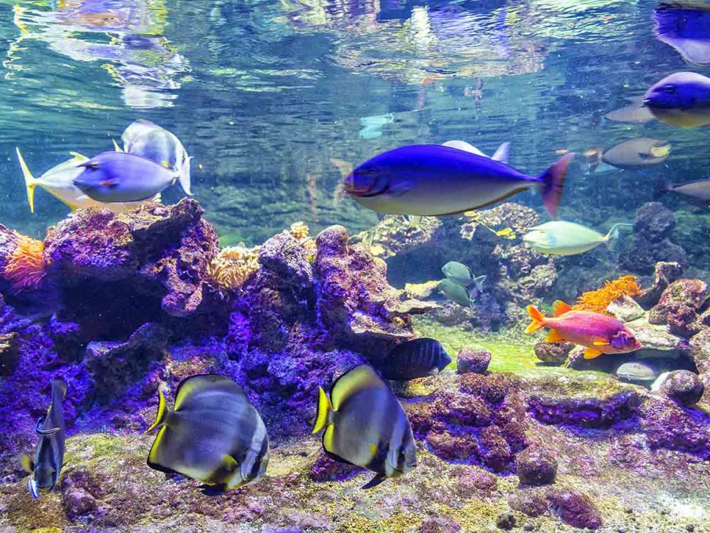 Una vasca dell'Acquario di Genova, uno degli acquari che puoi visitare con gli sconti offerti dalla tessera del PLEINAIRCLUB.