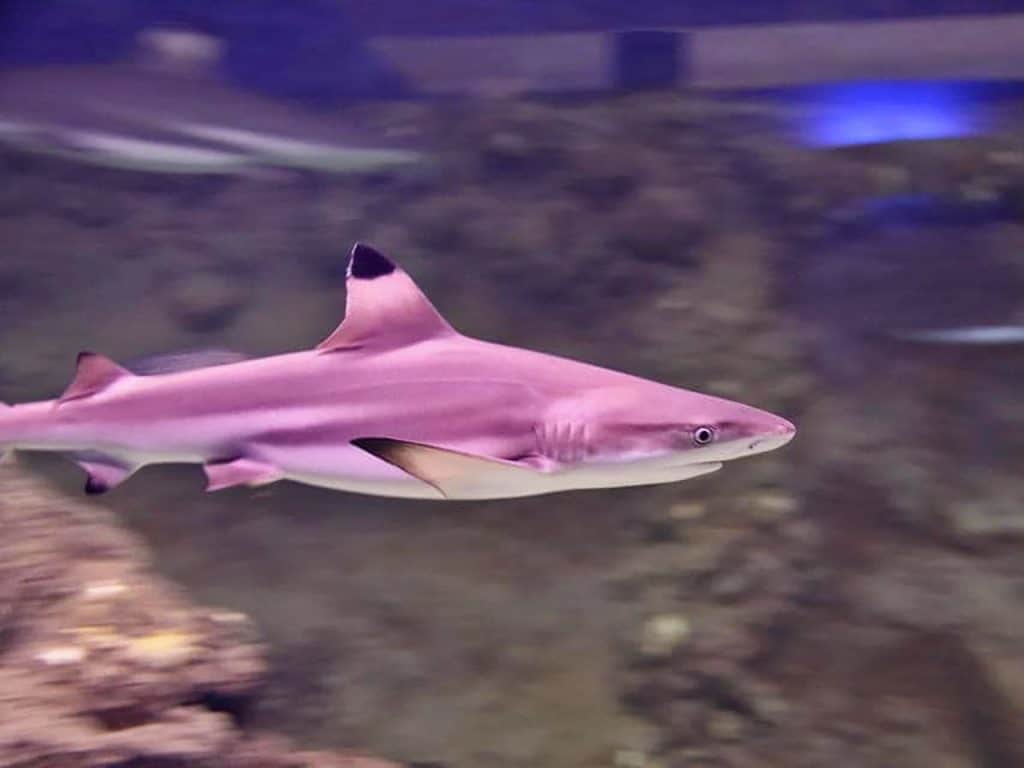 Uno squalo pinna nera nella vasca panoramica di Aquarium Mondo Marino.