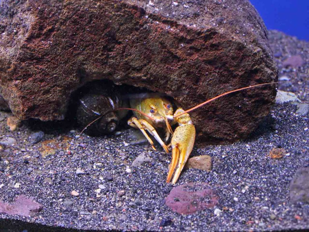 Una vasca dell'Acquario di Bolsena