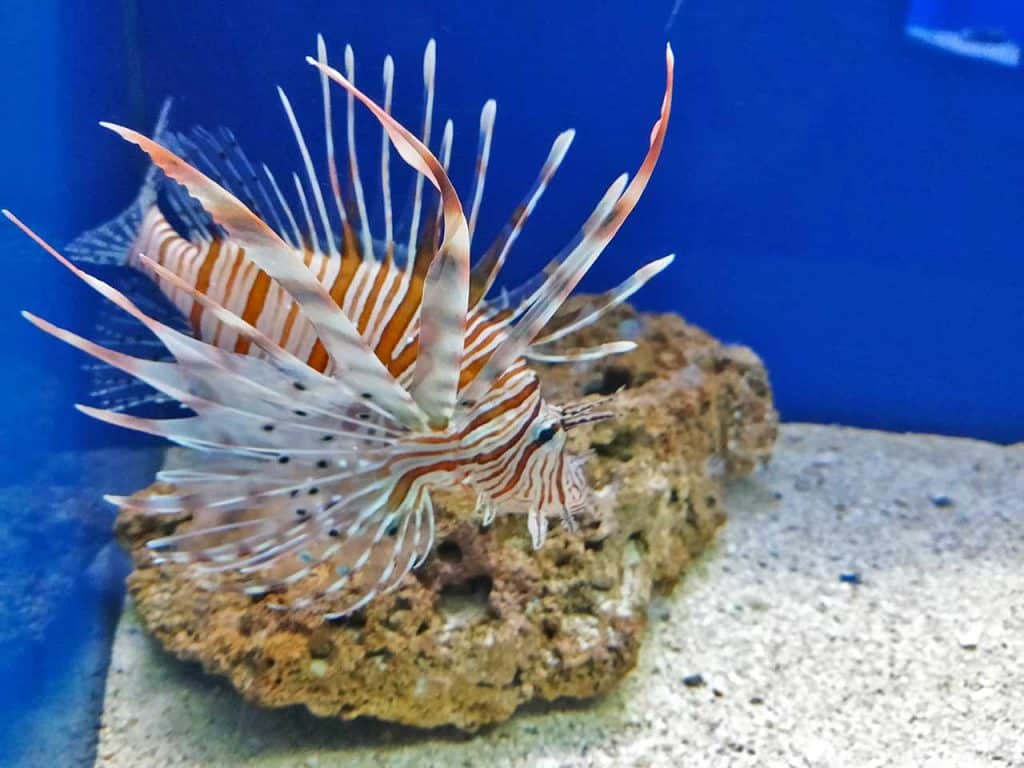 Una vasca dell'Acquario dl Salento, uno degli acquari che puoi visitare con gli sconti offerti dalla tessera del PLEINAIRCLUB.