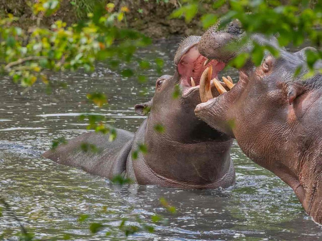 Due ippopotami nel Parco Natura Viva a Bussolengo (VR), uno dei parchi naturali, bioparchi e oasi WWF che puoi visitare approfittando dello sconto offerto dalla tessera PLEINAIRCLUB.