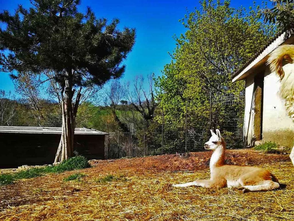 Il Parco La Rupe a Civitella Casanova (PE), uno tra i parchi naturali, bioparchi e oasi WWF dove puoi entrare con lo sconto del PLEINAIRCLUB.